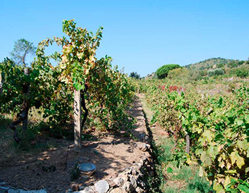 Spini Bianchi Resort Argentario